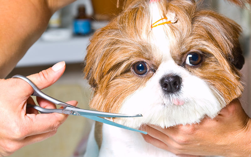 Pet Groomers