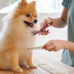 pets Grooming Basics