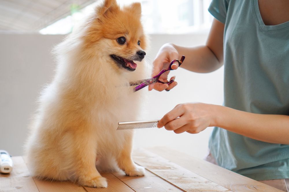 What You Should Know Regarding Miami pets Grooming Basics