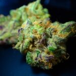 Build Authority Through Smart Link-Building for Cannabis Dispensary Websites